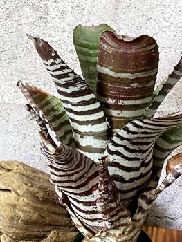 ブロメリア・エアープランツ Aechmea Streptocalyx ブロメリア・エアープランツ Aechmea Otto Aechmea Otto 【artPLANTs