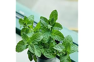Sweet Mint Plant Live Plant