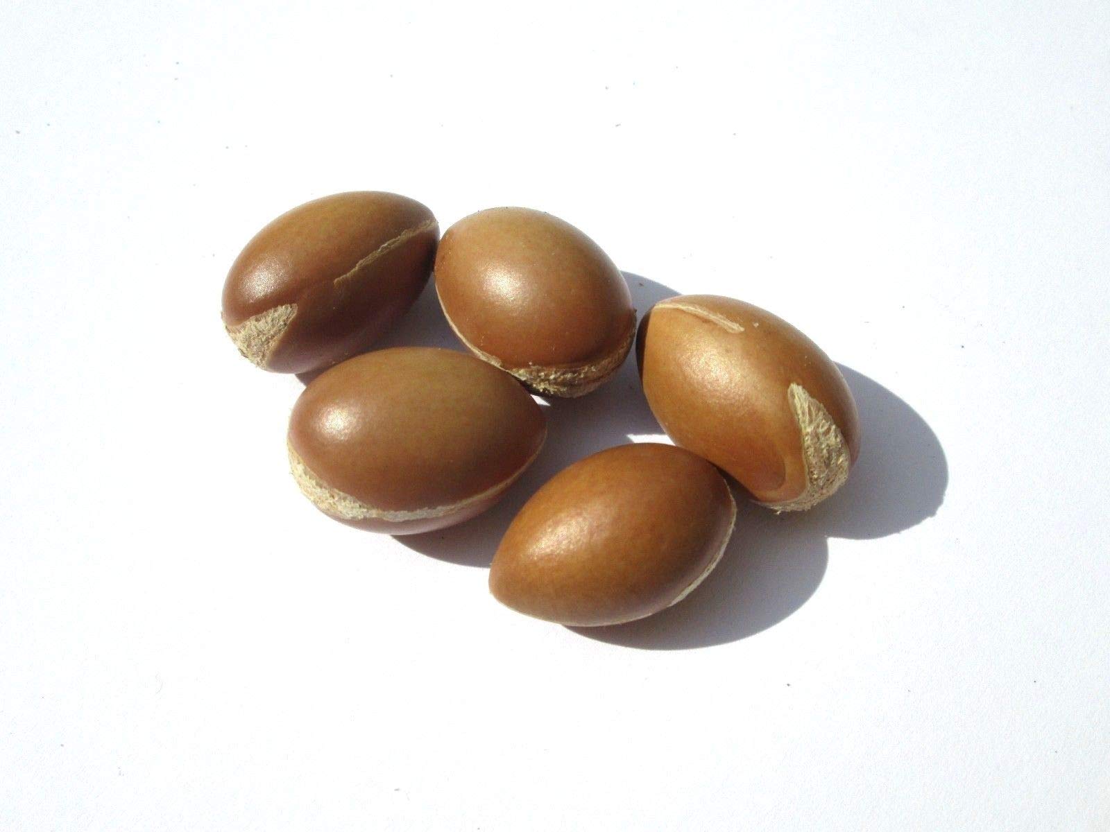 Portal Cool 10 Semi di Argan (Argania Spinosa) Da Tafraout Marocco - Nuevo raccolto