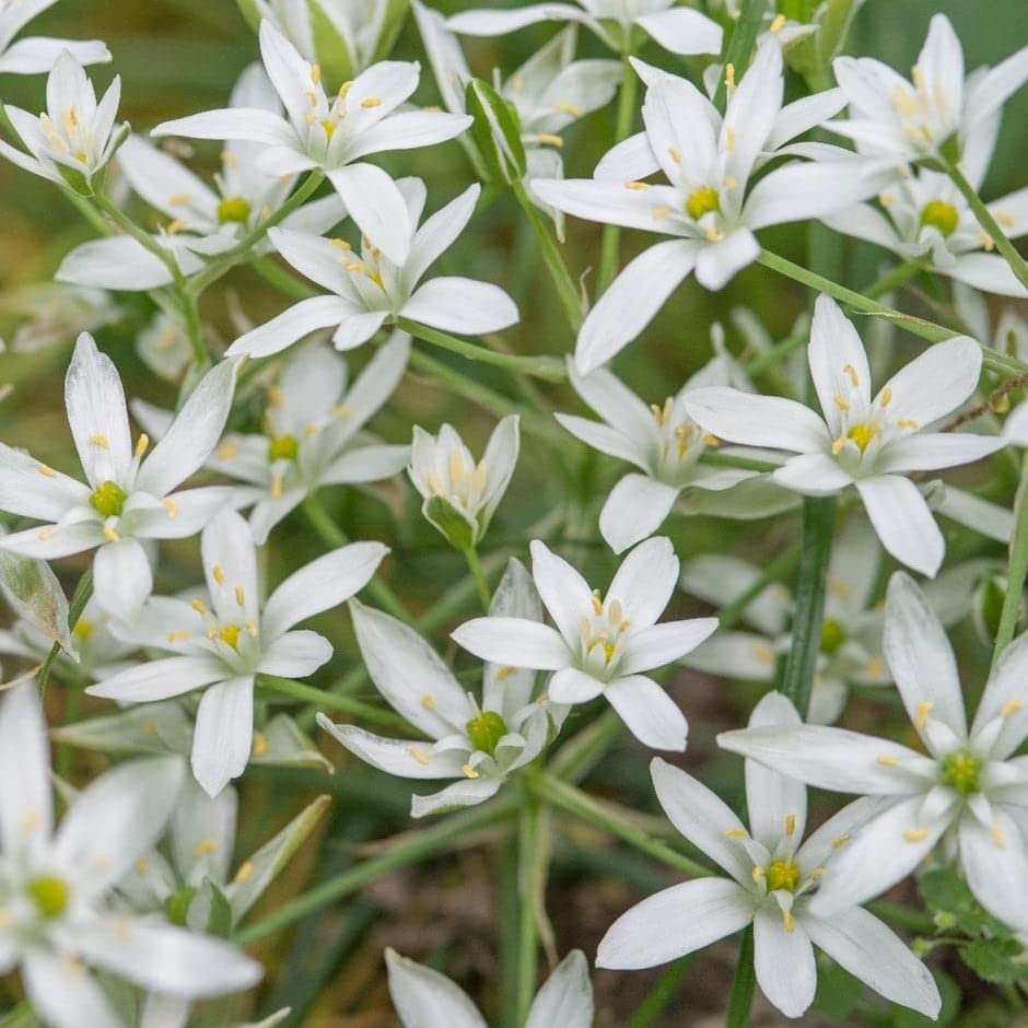 25 x ORNITHOGALUM Umbellatum Bulbs-Star-of-Bethlehem- Spring Flowering Garden Bulbs-Flowering Plants Bulbs-Spring Flowering Plants Bulbs, Ready for Planting Now
