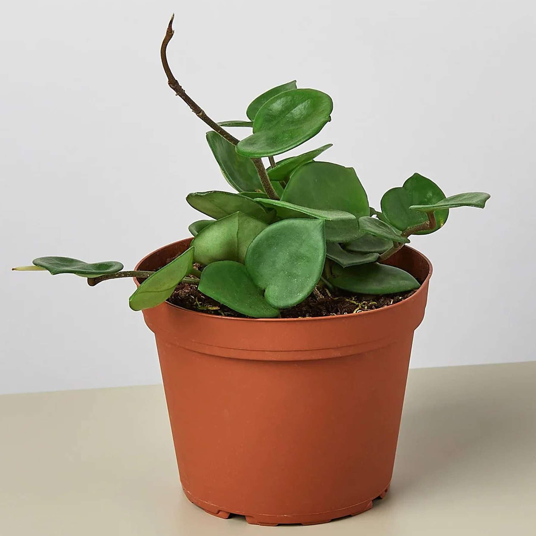 Amazon.com : Hoya Carnosa 'Chelsea' Live Plant for Indoor