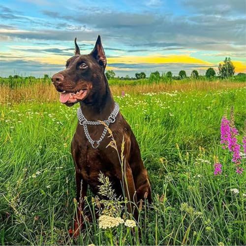 GGUFAY rostfreier Kettenwürger zum Hundetraining - Doppelreihe-Hundehalsband Hundekette aus Edelstahl - kurzgliedrig 2.5mm dick - Länge 50cm Hundehalskette mit Zugbegrenzung