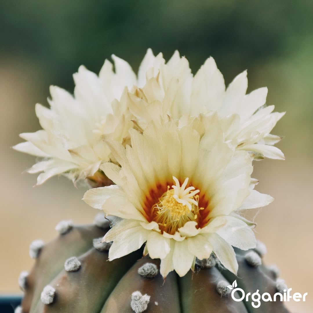 Engrais Liquide pour Cactus, 1L, Organique, Favorise Croissance et Résistance à la Sécheresse