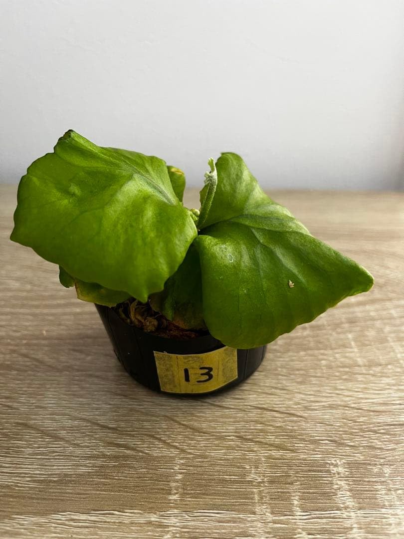 リドレイ苗 11株セット Amazon｜ビカクシダ リドレイ 幼苗(胞子培養株)13｜観葉植物