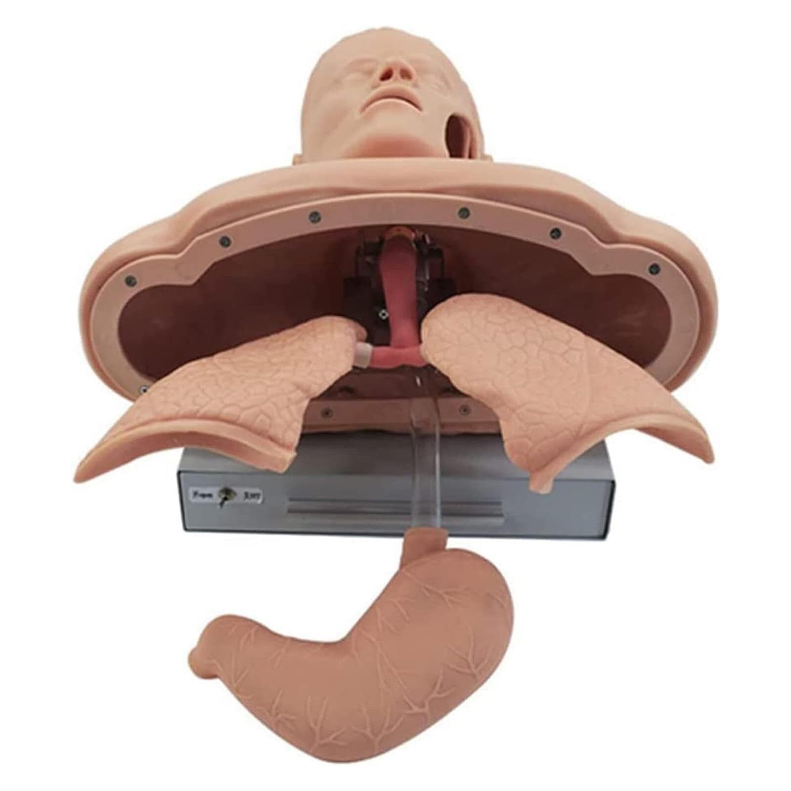 Human Training Simulator, Adult Intubation Anatomical Teaching Model, with Alarm Function, Intubation Human Model for Teaching and Research