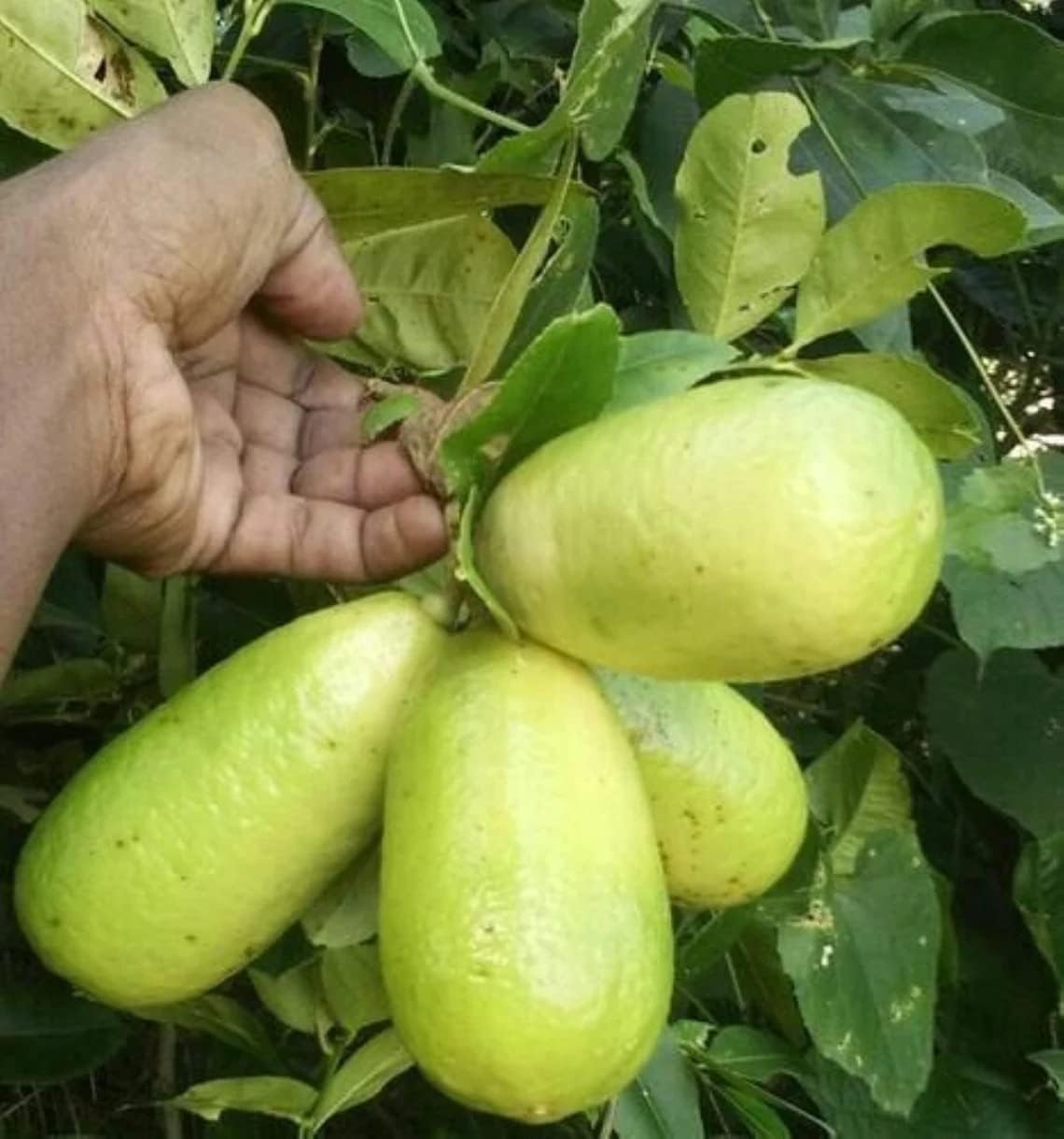 Bahan Traders Live All Season Gandharaj Lemon, Kaffir Lime (Big Nimbu) Air Layered Fruit Plant