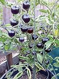 Indigo Rose Cherry Tomato Live Plants, 4 Pack, Disease Resistant, Non-GMO, Purple-Black Color