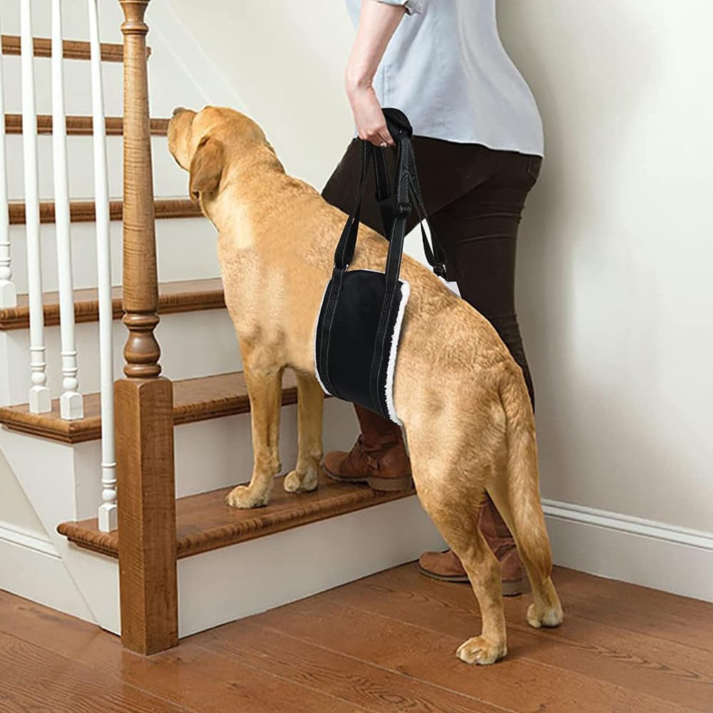 Harnais pour Chien Handicapé, Harnais de Levage Réglable | pour Soutenir Les Chiens Handicapés et Âgés pour Les Chiens de Petite, Moyenne Grande Taille (M)