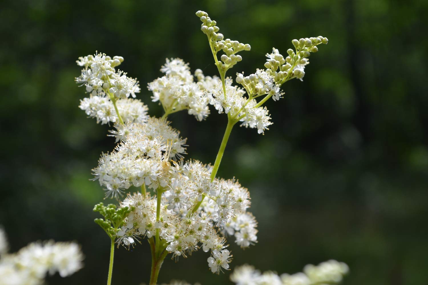 Echte Mädesüß Samen (Filipendula Ulmaria) – 500 Samen Für Den Garten