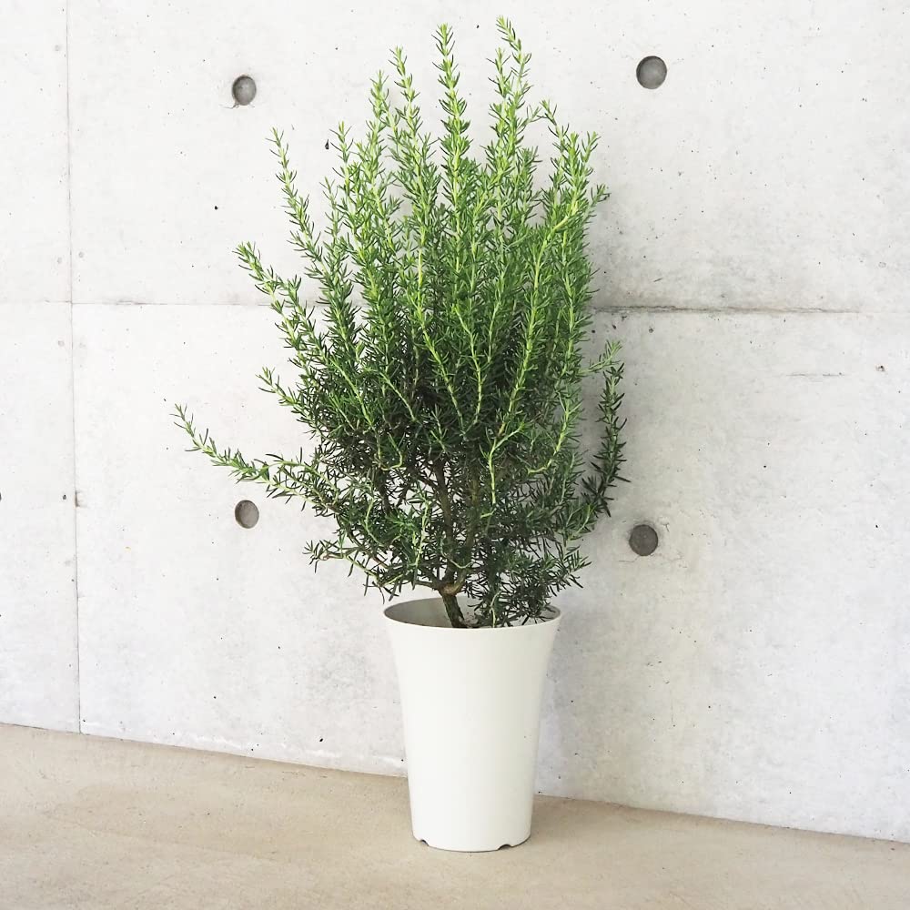 Amazon.co.jp: ローズマリーマジョルカピンク 6号鉢 1個売り【品種で