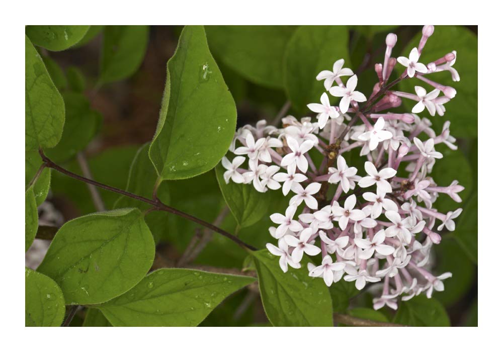seeds Syringa microphylla (Dwarf Lilac) 25 Seeds