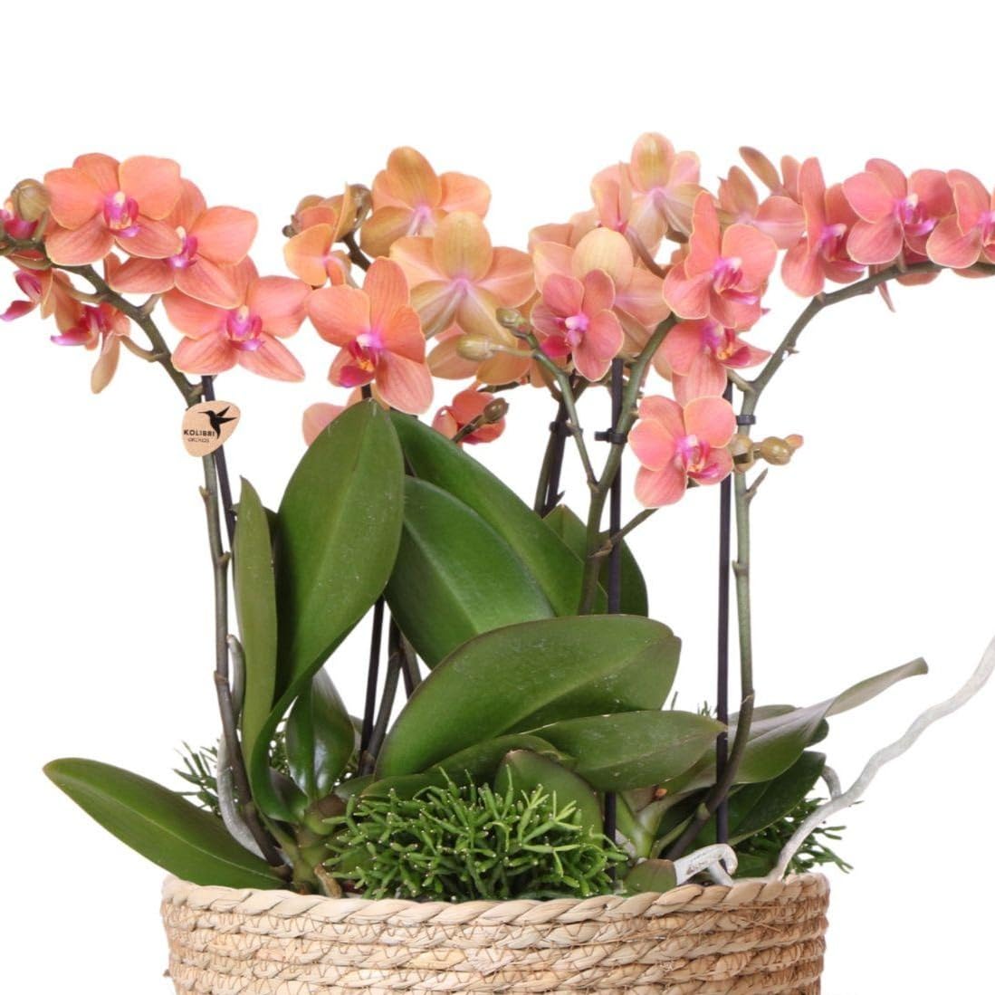 Panier plantes orange orchidées et rhipsalis pour décoration de salon