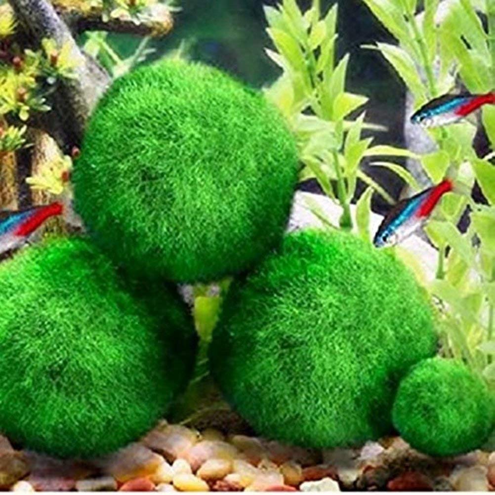 Amazon.co.jp: FollowDream 天然マリモ 天然水草 しんちんちん 緑色の