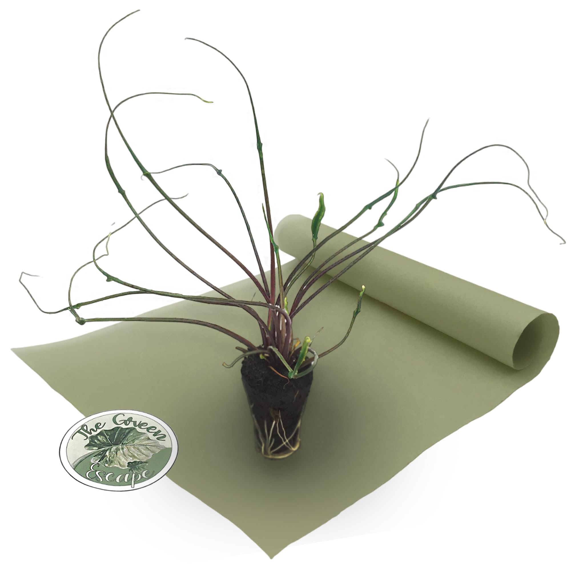 Alocasia Flying Squid Starter Plant