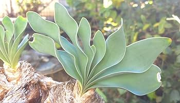 ブーファン　ハエマンソイデス　3 ブーファン ハエマンソイデス 3頭 発根済み 大型株】ブーファン