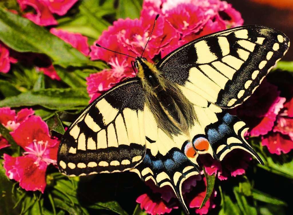 Ravensburger Colorful Animals - Butterfly - 500 Piece Jigsaw Puzzle | Delicate and Colorful Wings in Nature | FSC-Certified Pieces