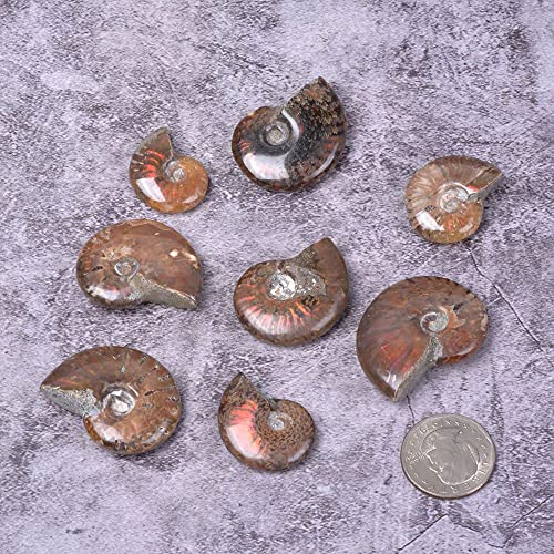 Image of Natural Ammonite Fossil Shell - Madagascar