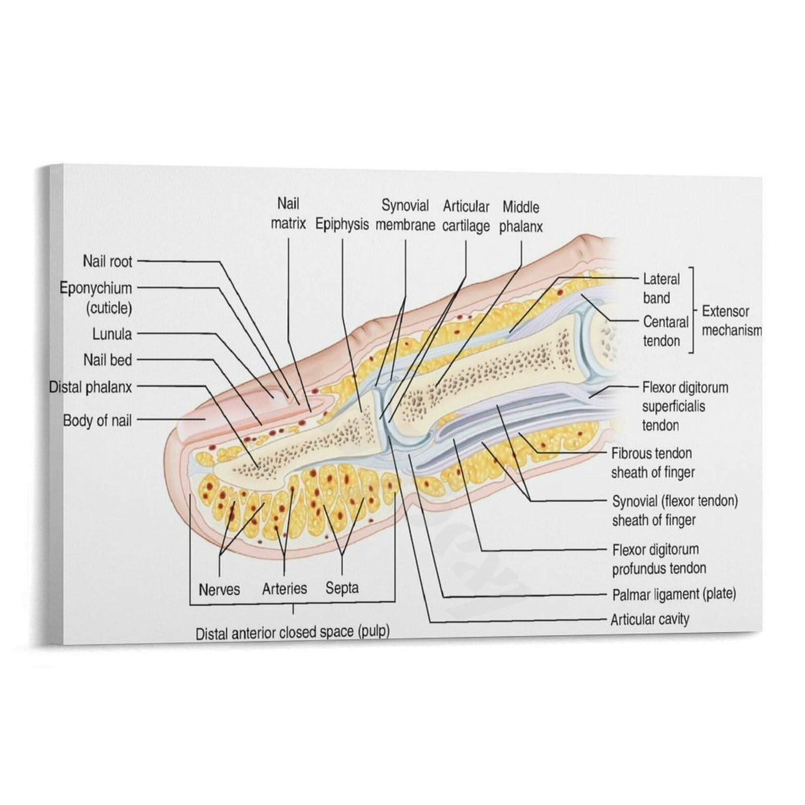 MQXFCZUX Canvas Wall-Art Human Nail Anatomy Diagram Educational Poster for Science Classroom Decor Framed,12x18inch(30x45cm)