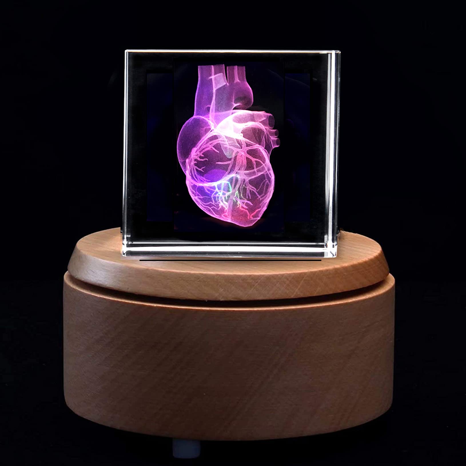 Amazon.com: XINDAM 3D Human Heart Anatomical Model Statue