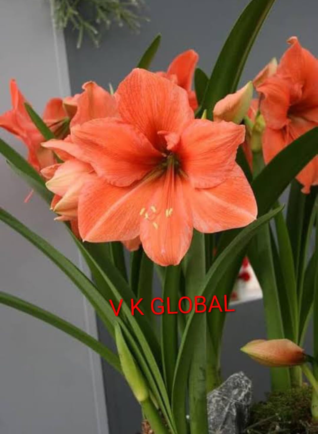 V K GLOBAL Live Amaryllis Lily Flower Plant I (Pack of 1 Bulb) SJ Stocks-image-6