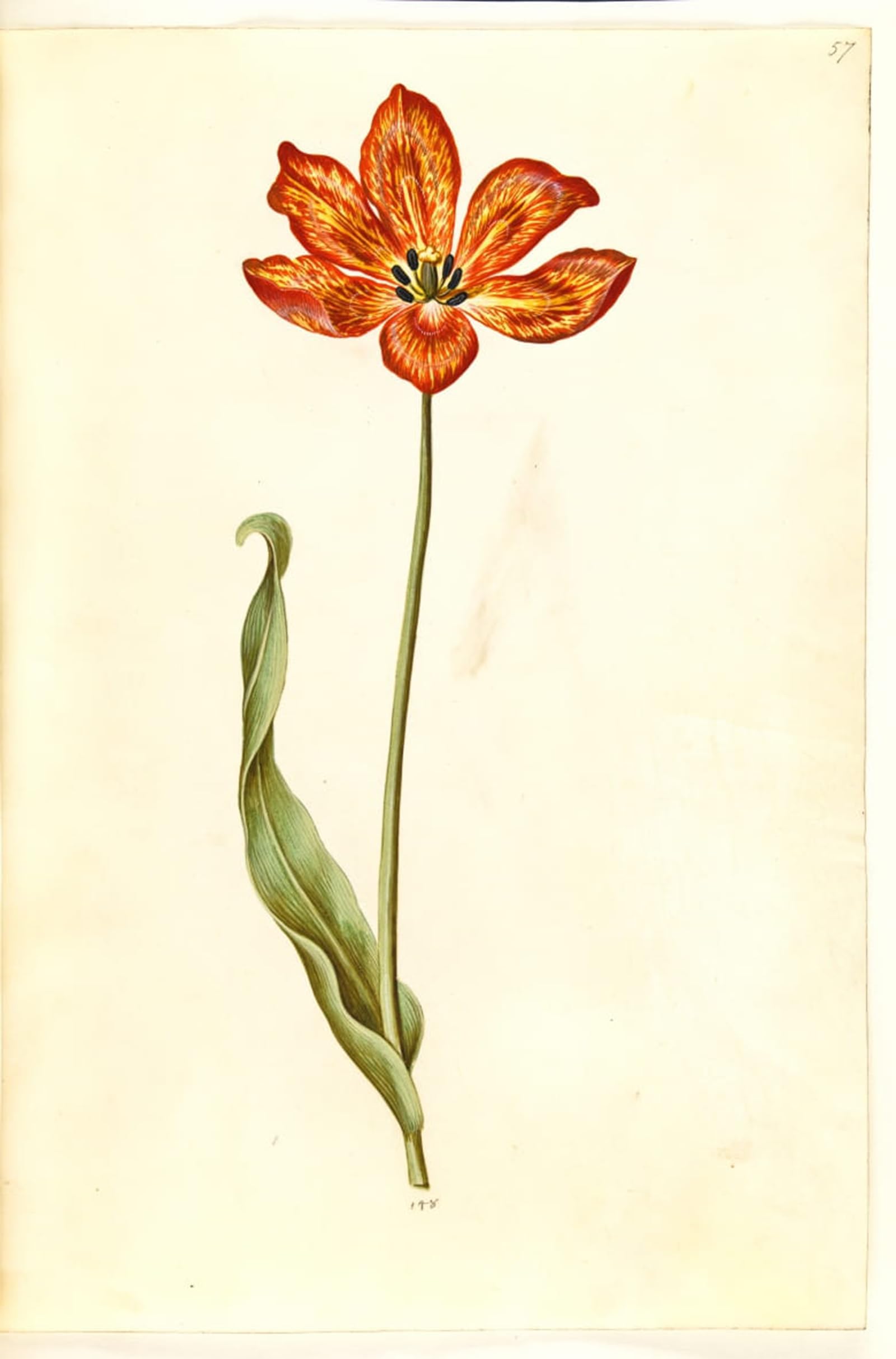 ARTXLXXBN Famous Painting Art Wall Decor Abstract Art Picture Tulipa Gesneriana by Hans Simon Holtzbecker Animal Pictures for Home Decor 60x90cm