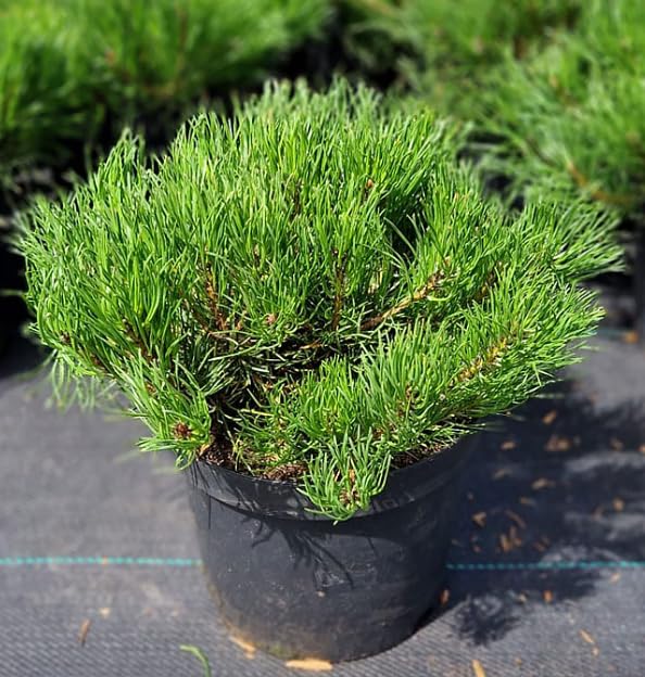 Dwarf Evergreen Mountain Pine Tree - Mugo Pine Mughus for Rockery Garden or Bonsai - Pine Dense Needles in 17cm Pot - 25 cm Height