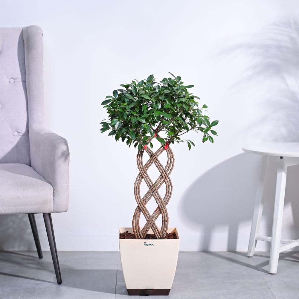 UGAOO Netted Ficus Tree Natural Live Indoor Plant with Pot - Extra Large (B0B74QKLLD) Amazon Price History, Amazon Price Tracker