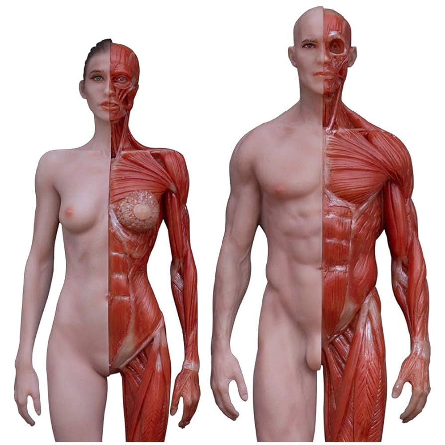 Amazon.co.jp: 人体模型技術-11インチ（30センチ）人体解剖図