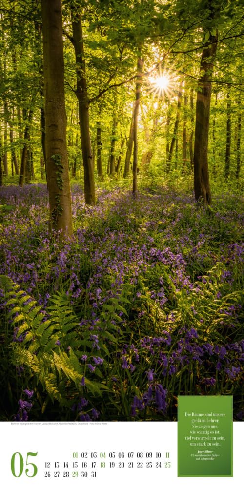 Mythos Wald Kalender 2025, Wandkalender im Hochformat (33x66 cm) - Naturkalender / Literaturkalender mit Zitaten