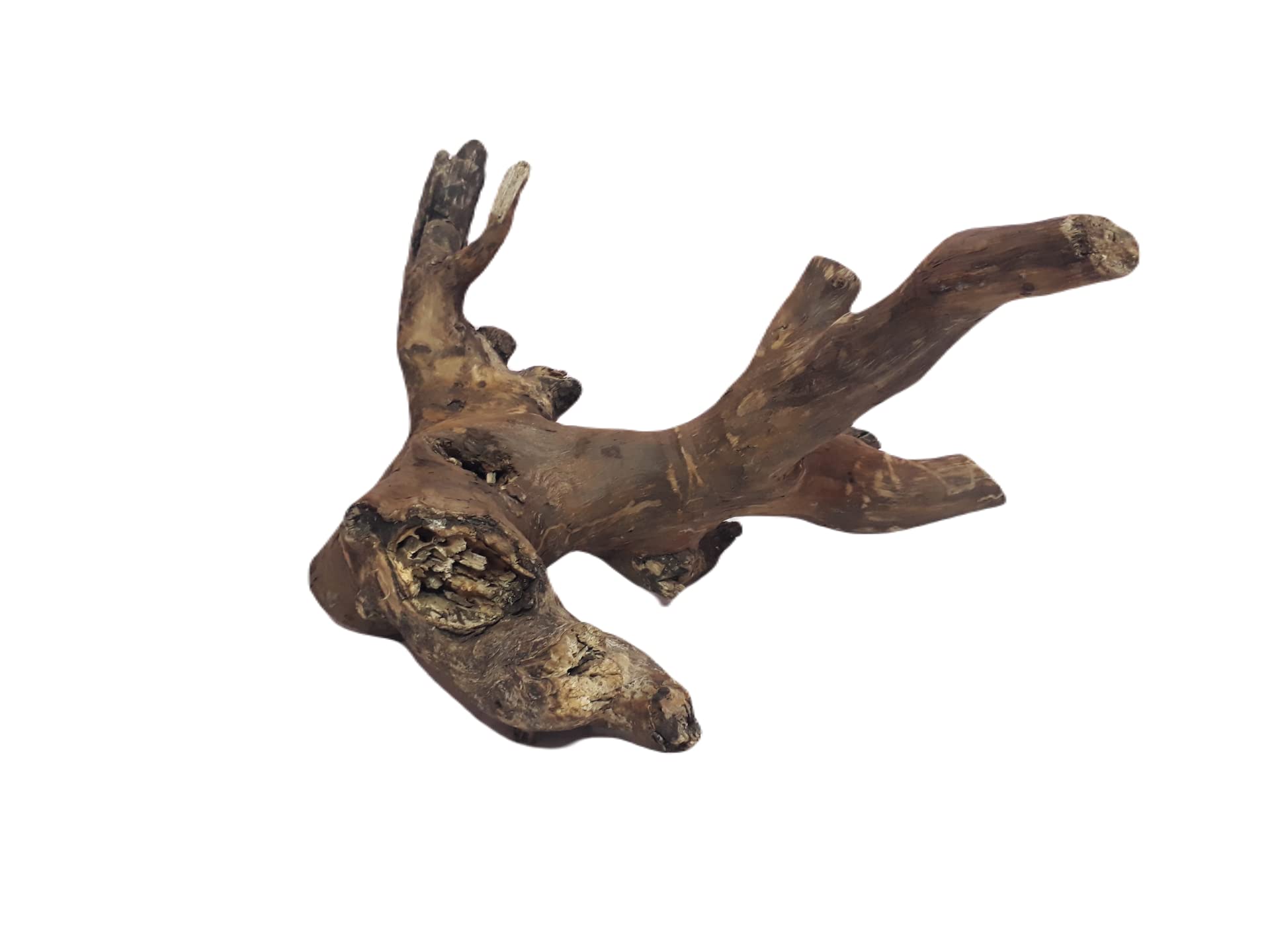 DKS STORES Driftwood For Aquarium Original Teak Wood 1.4 Kg Weight 35 Cm Long(Random Shape)