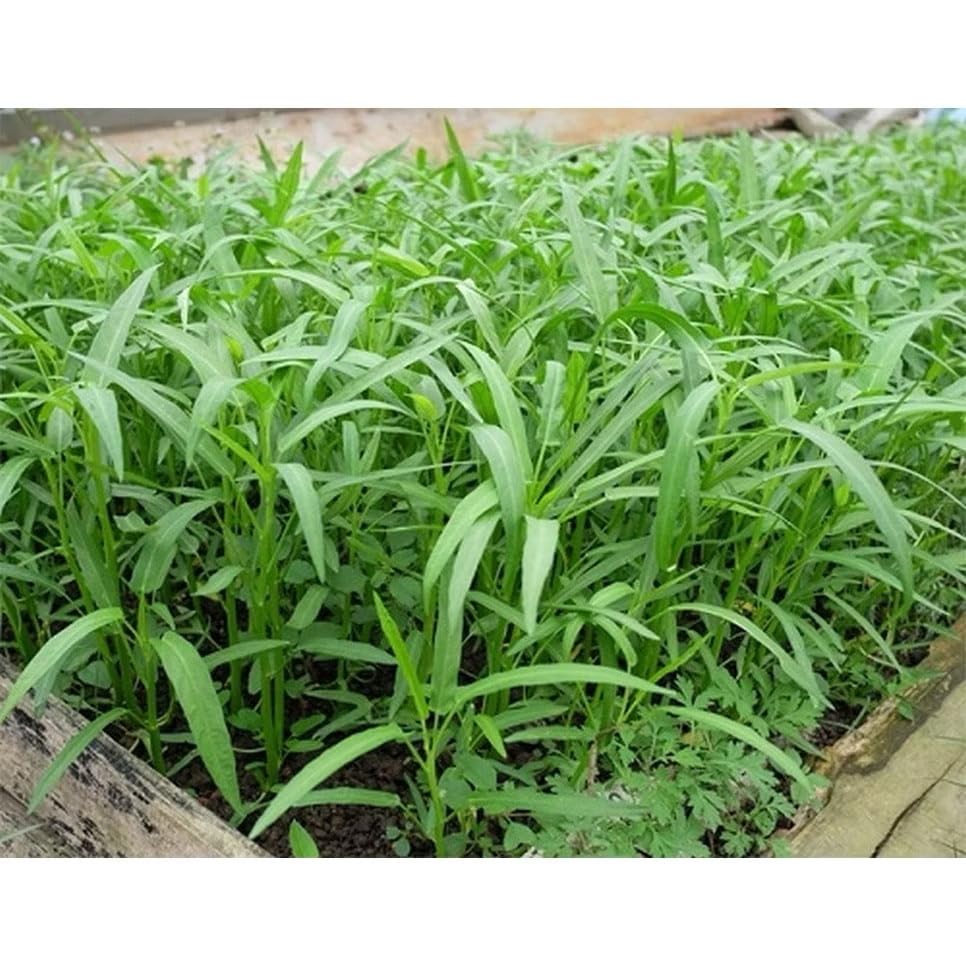 100g - 2000++ Hat Giong Rau Muong La TRE. Kong Xin CAI Ong Choy Seeds Kangkong Seeds 95% Germination Rate in The USA