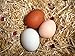 The Chicken Chick Spruce The Coop Herbal Fusion Nest Box Herbs, 5 Oz.