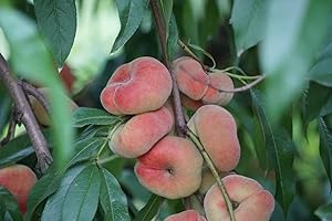 SATURN DONUT PEACH Fruit Tree for Planting