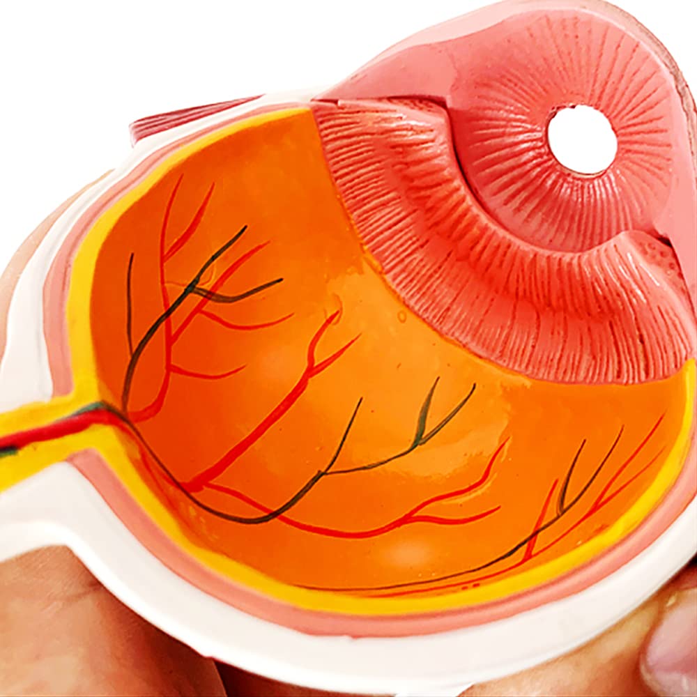 Modello di bulbo oculare della cornea Modello dell'occhio umano Dimostrazione dell'occhio umano Insegnamento Puntello di Cataratta Anatomia Modello di insegnamento medico