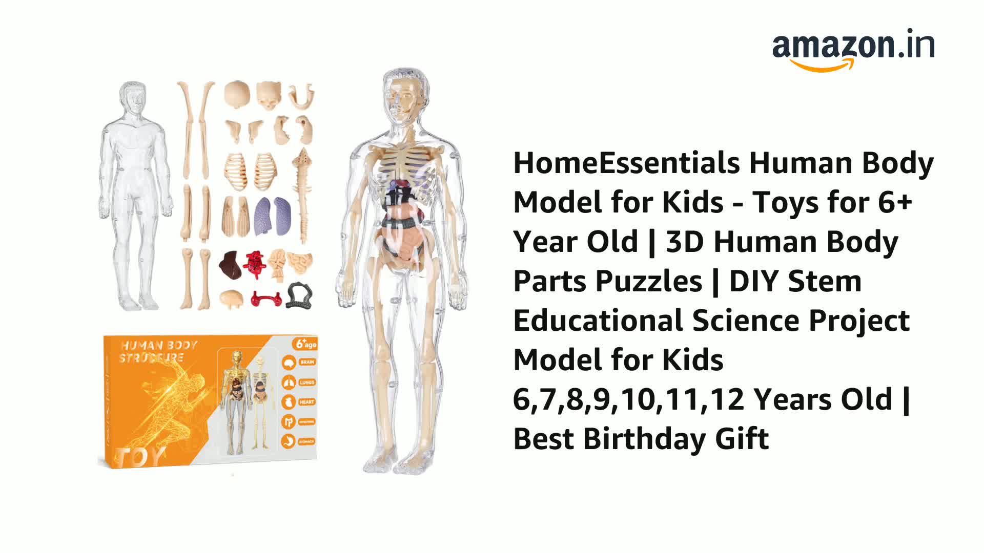 Body Systems Science Project Human Body Science Project