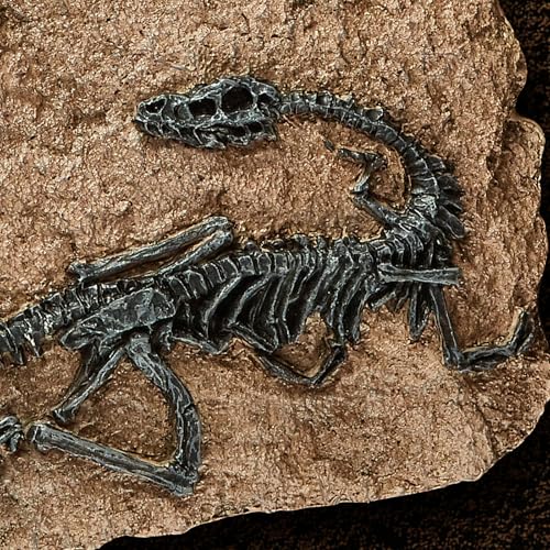 Image of 1st Heaven Resin Dinosaur Fossil Sculpture - Realistic Dinosaur Skeleton for Desk & Wall Display, Prehistoric Jurassic-Era Dino Decor, Unique Gift for Dino Lovers & Home Decor (Dromaeosaurus)