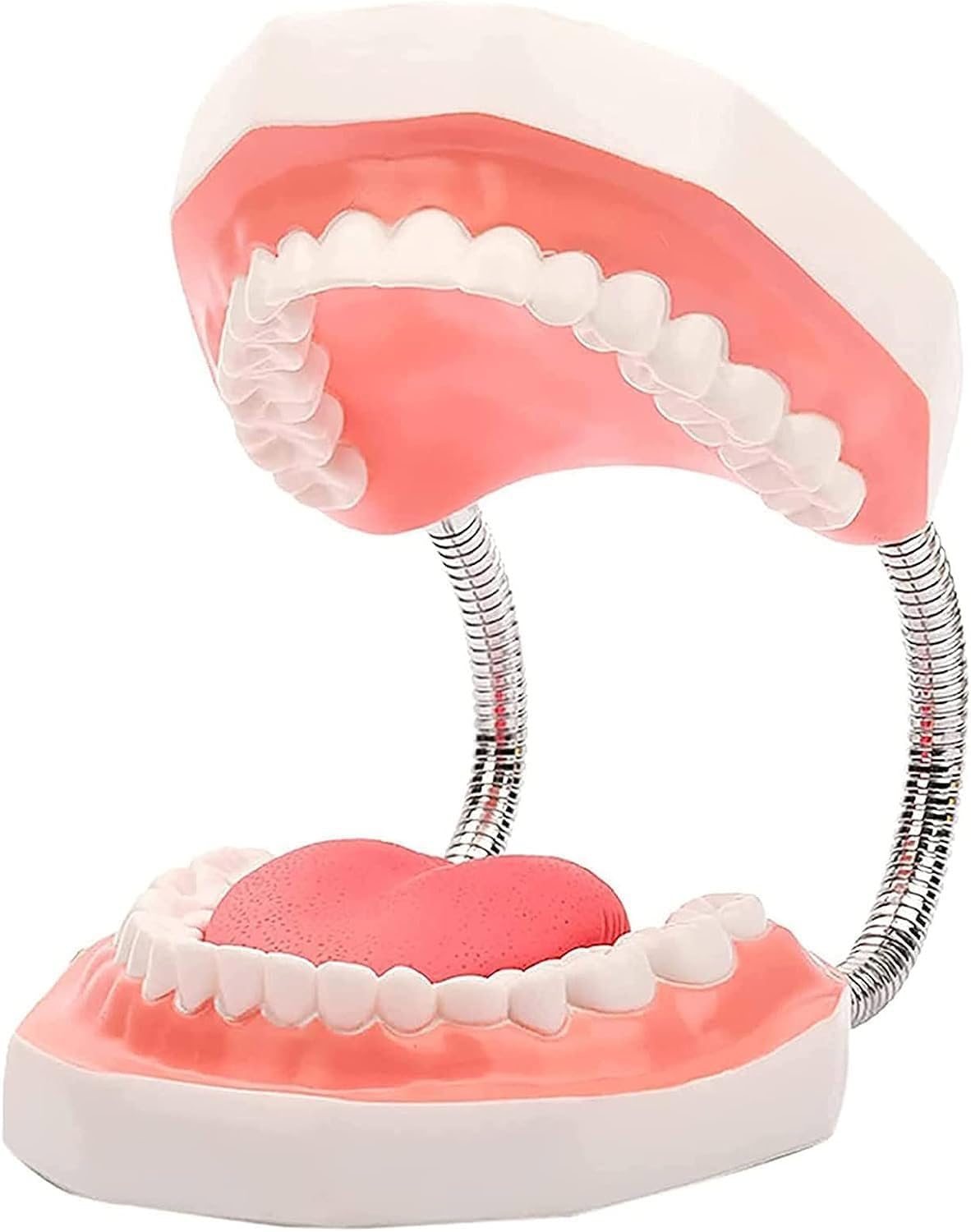 Modello dei denti dentali 6 volte più grande, modello anatomo dei denti con lingua staccabile, modello di insegnamento dello spazzolamento per bambini e ragazzi, modello di insegnamento della cura ora