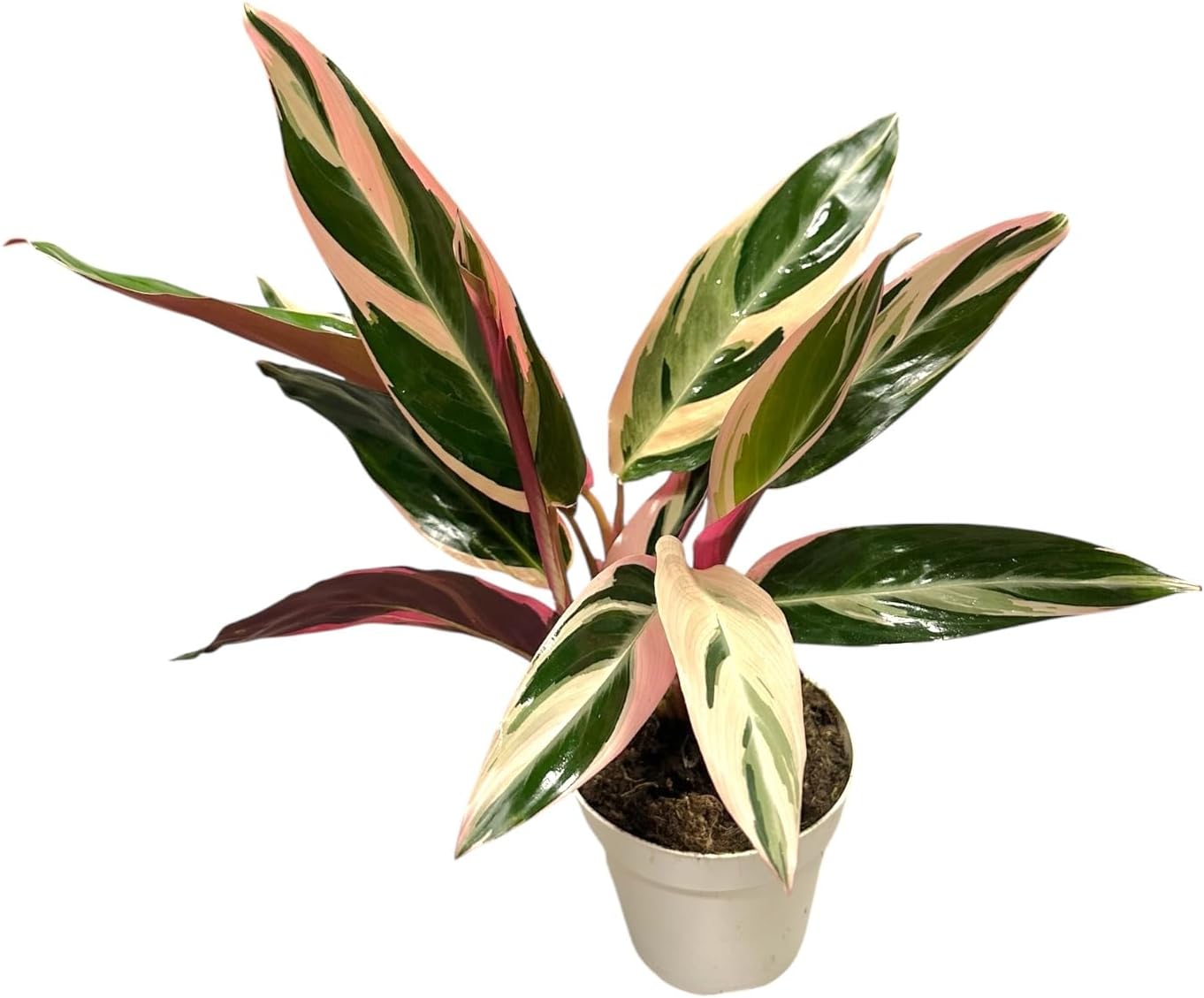 Live Plants Stromanthe Triostar, Tricolor Prayer Plant, 12-16" Tall, houseplant, Gorgeous Live Indoor Live Plant, Easy to Care, Rare Plant, 4 inch Pot