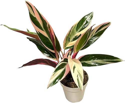Miniatura 6 de Stromanthe Triostar, Planta de oración tricolor, planta de interior popular y atractiva, hermosa planta de interior viva, fácil de cuidar y variedad