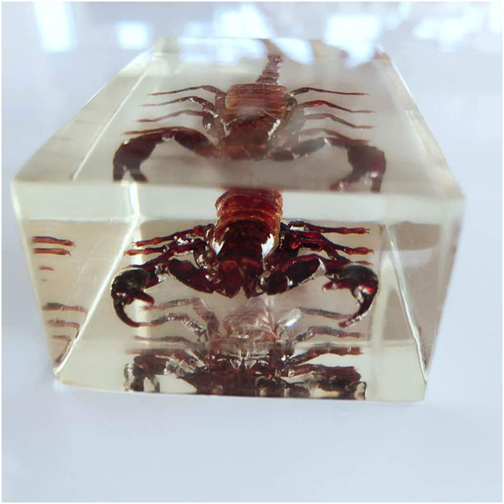 ワニとサソリの剥製セット ワニとサソリの剥製セット 2025年最新】Yahoo!オークション