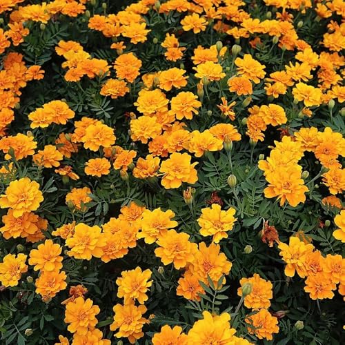 Semi di calendula - semi di selvatici Tagetes patula - regali per gli amanti del giardino resistenti 600pcs