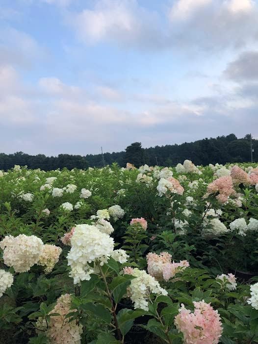 Vanilla Strawberry Hydrangea PP 20670 (3 Gallon)