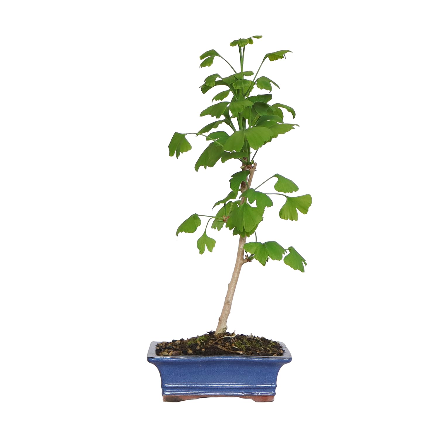 KENTIS - Bonsai di Ginkgo Biloba - Piante Vere da Esterno Ornamentali Resistenti - Giardino Balcone Terrazzo - H 28/42 cm Vaso in Ceramica 19 cm