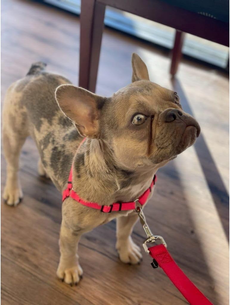 Softouch Sense-ible No-Pull Dog Harness (Blue, Extra Small)