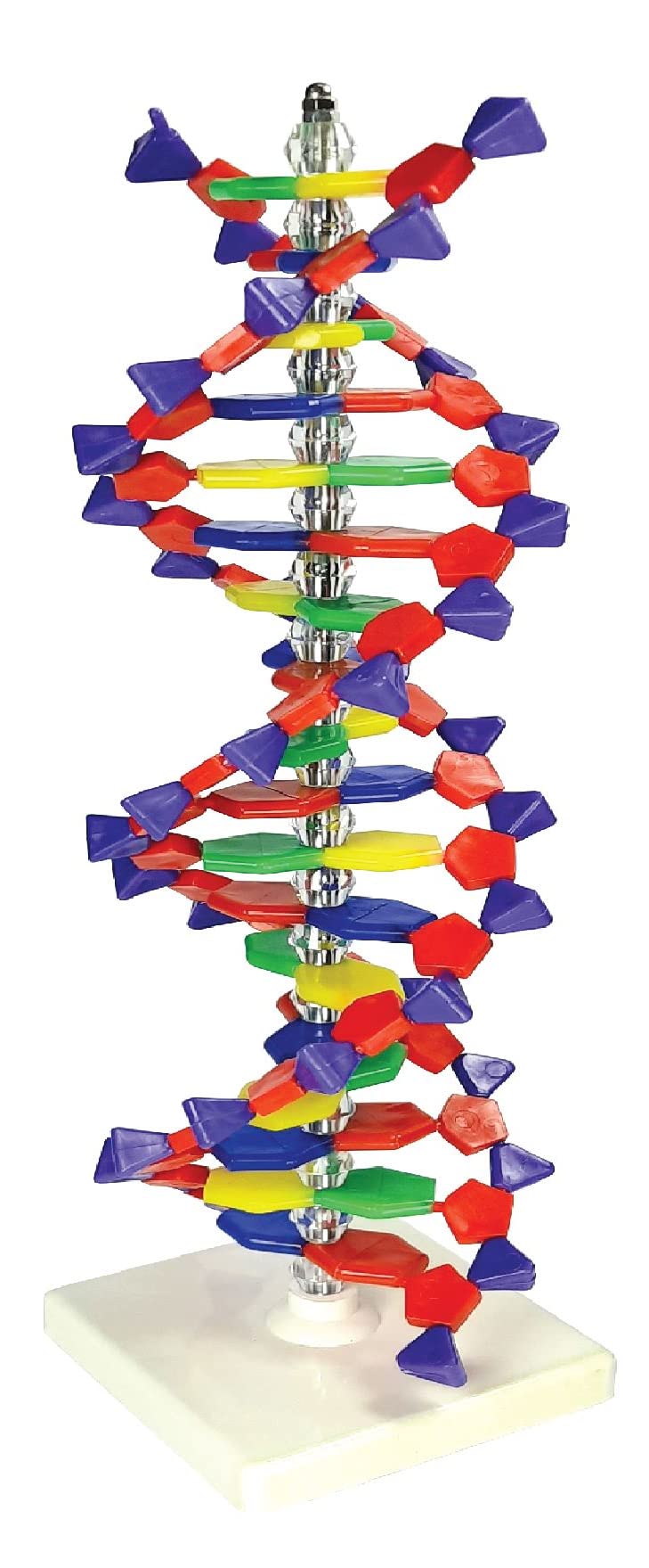 ZX | DNA Model | Made of Plastic | Biomolecule Model : Amazon.in