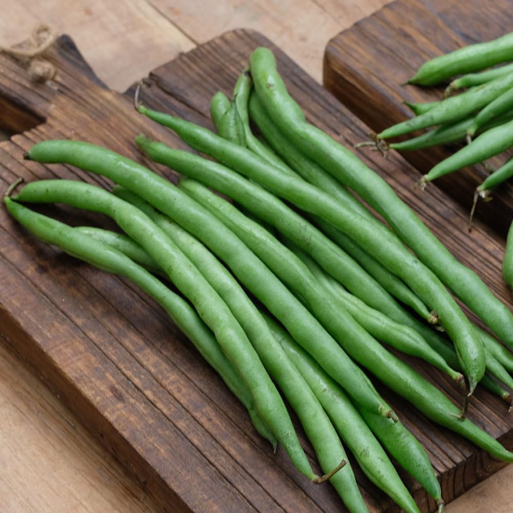 Climbing French Bean Blue Lake Seeds – Popular White Seeded Pods, Stringless When Young – for Your Beautiful Kitchen Garden