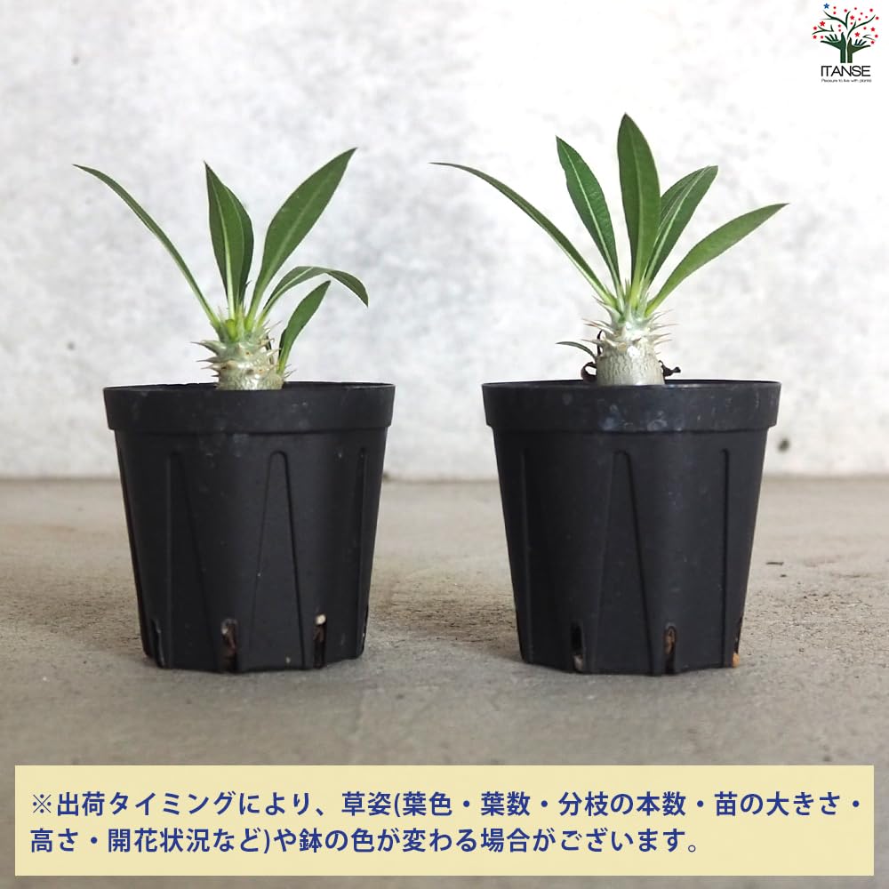 カクチペス　多頭　レアなコネクト鉢付き　パキポディウム パキポディウム・カクチペス 9cm鉢 : カクタス長田 Yahoo