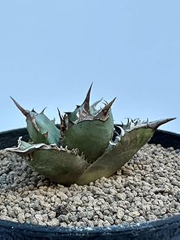 アガベ チタノタ 姫厳龍 現品出品 Amazon.co.jp: 特選 アガベチタノタ 姫厳龍 agave titanota 輸入