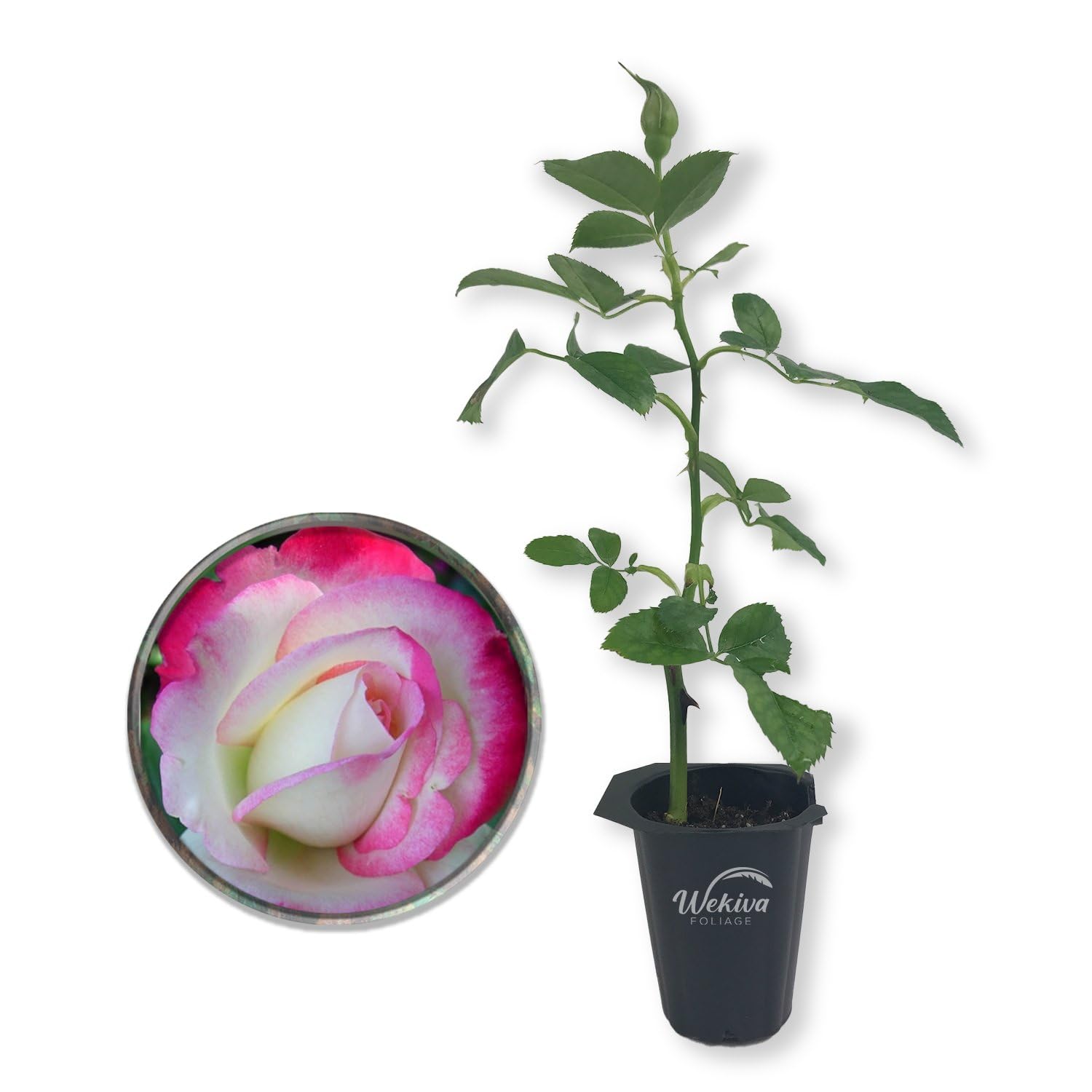 Amazon.com : Cherry Parfait Rose Bush - Live Starter Plant in a 2