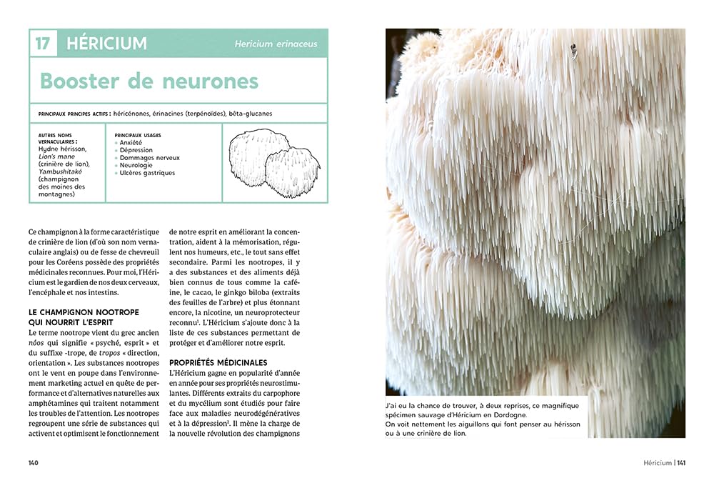 Guide des champignons médicinaux - 30 champignons incontournables - Les bienfaits pour la santé et le bien-être